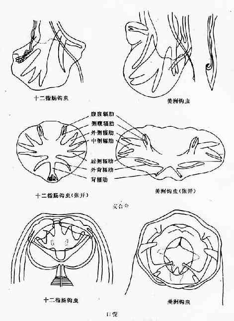 平Ŀ뽻ɡ