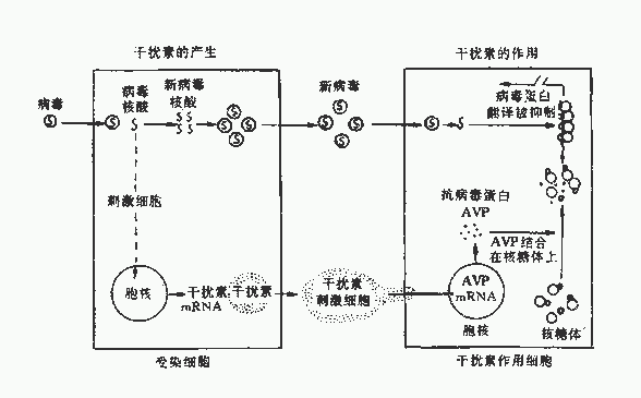 صĲû