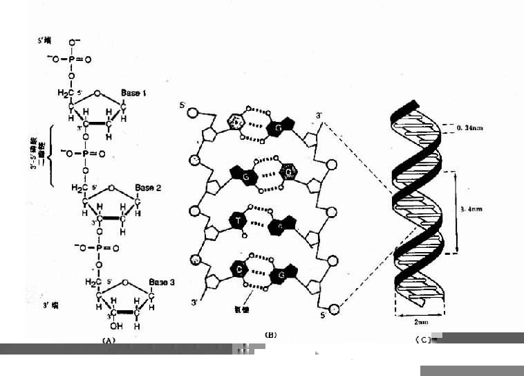 DNA˫ṹʾͼ