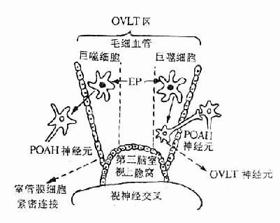 OVLTڷȲѧеʾͼ