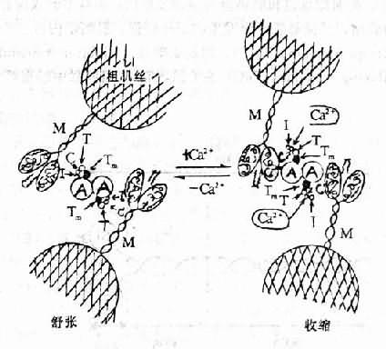 Ca2+뼡Ƶ׽ļʾͼ