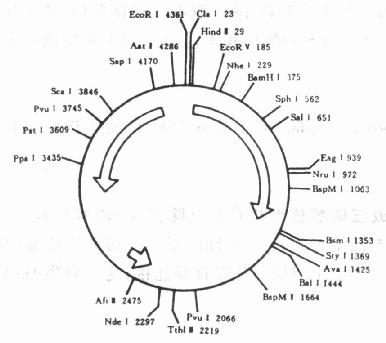  pBR322Ļṹ