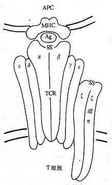 TCR/CD3ṹģʽͼ