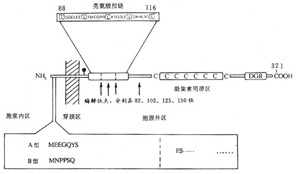 CD23ӽṹģʽͼ