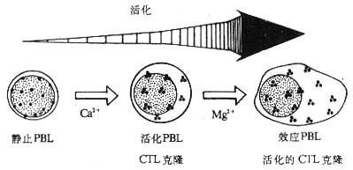 ܰϸLFA-1ӷֲ״̬ĸı