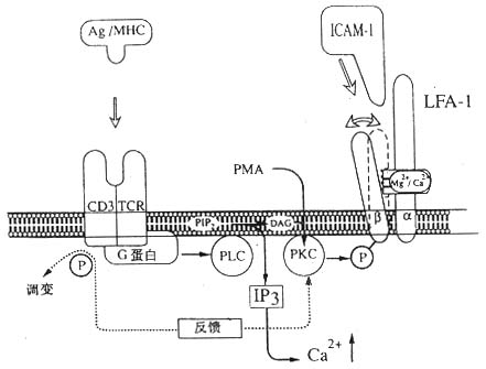 LFA-1鵼ϸճڵģʽͼ