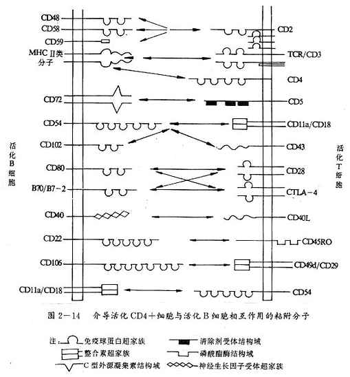 鵼CD4+ϸBϸ໥õճ