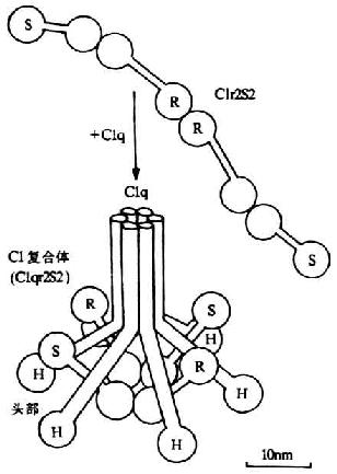 C1ӣC1qC1rC1sĽṹʾͼ