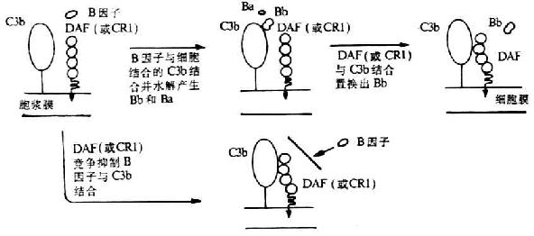 DAF;C3תøγɵĵĻ