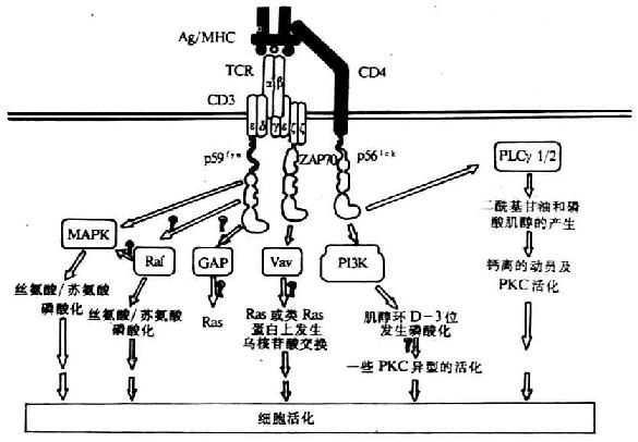 TCRͬԭϺPTKsữ