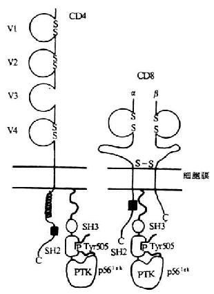 p56lckͬCD4CD8õģʽͼ