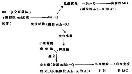 Bis-QBisQͦBis-QʵMGĹϵ