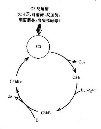 C3b;